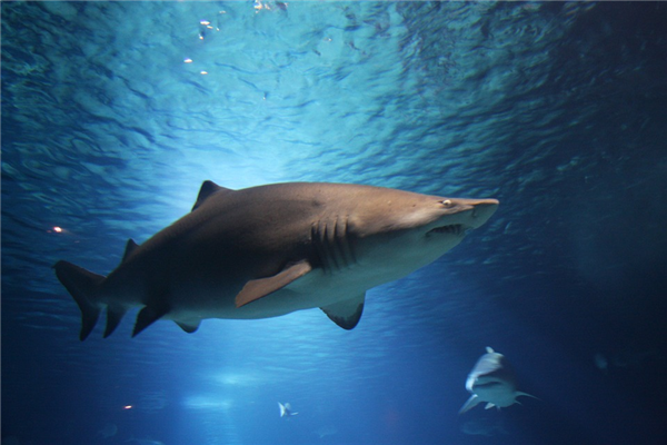 地球史上最强悍生物！研究发现小巨齿鲨在子宫中靠吞噬同胞长大