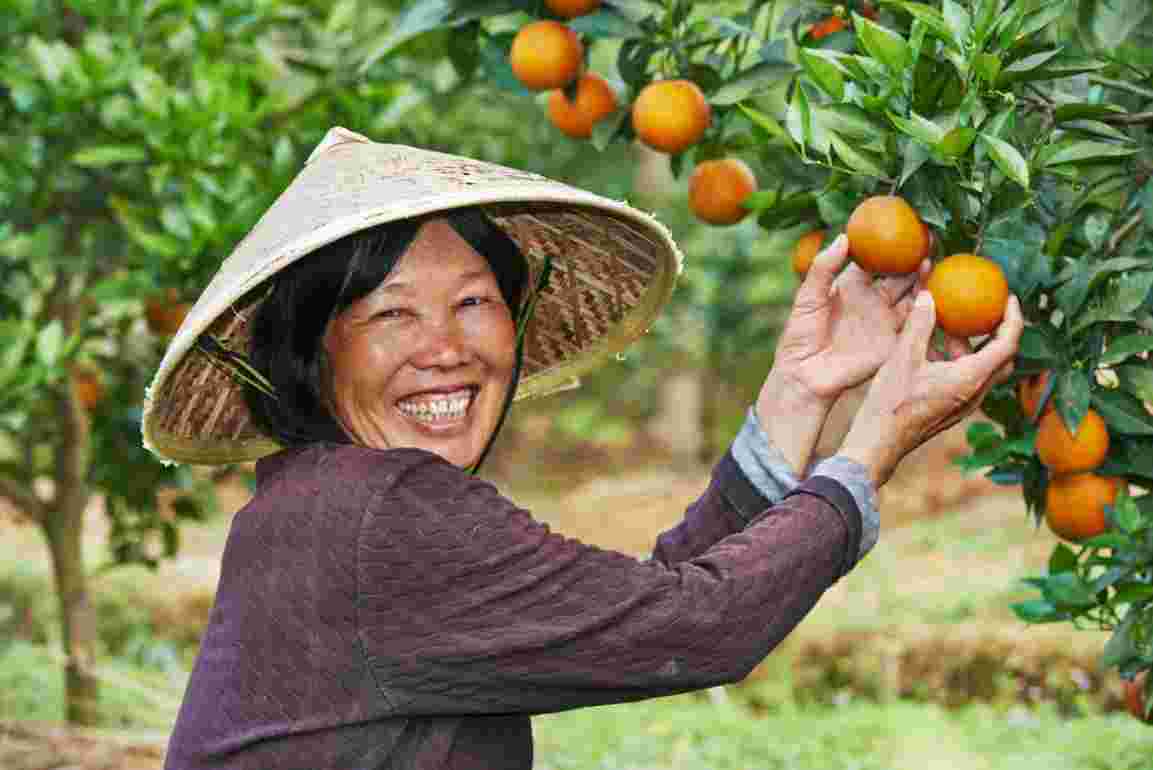 推动秭归脐橙直通全国 美团优选“农鲜直采”助力乡村振兴