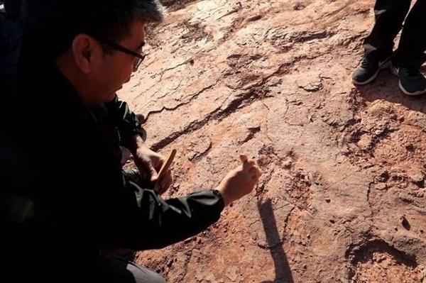 福建上杭首次发现恐龙足迹群：距今8000万年