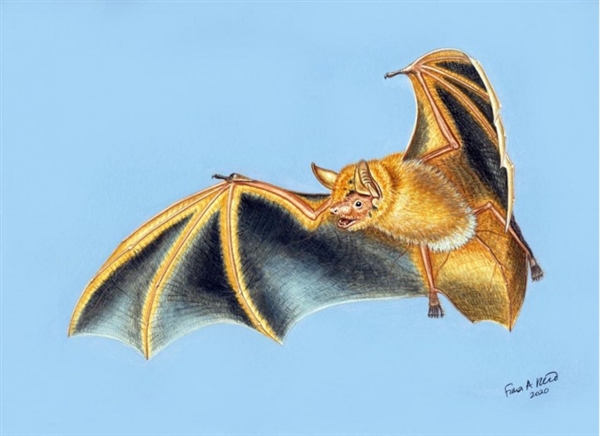 科学家发现罕见蝙蝠新物种：通体橙色