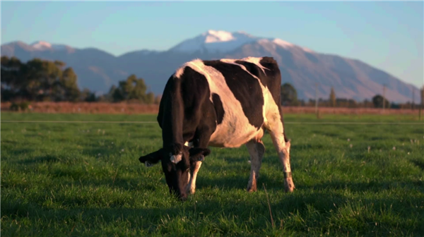 a2牛奶公司联手中垦上海 2020年下半年起对每批进口奶粉进行核酸检测