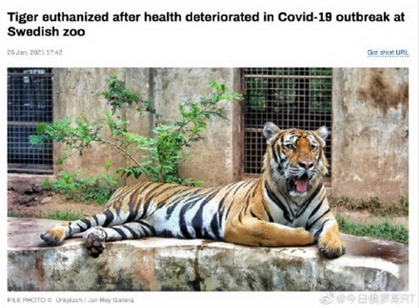 瑞典动物园老虎染新冠被安乐死 网友：真是太不幸了