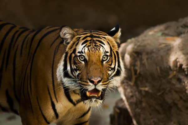 瑞典动物园老虎染新冠被安乐死 网友：真是太不幸了