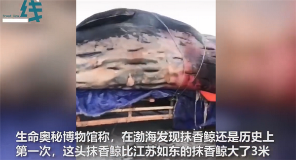 大连渤海海域巨头抹香鲸搁浅 现场曝光：长约18米、体重65吨