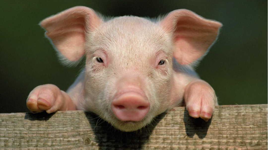 为什么科技互联网企业，不约而同去养猪？