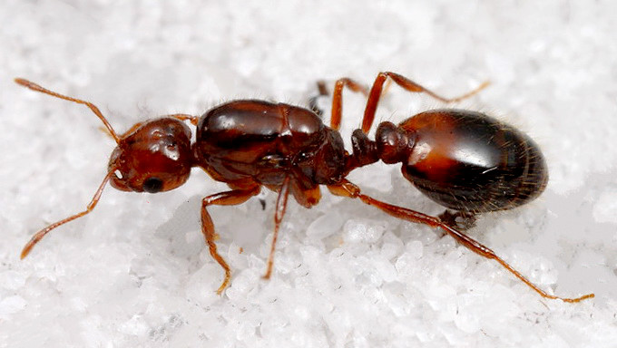 小小红火蚁，为何九个部门一起防？