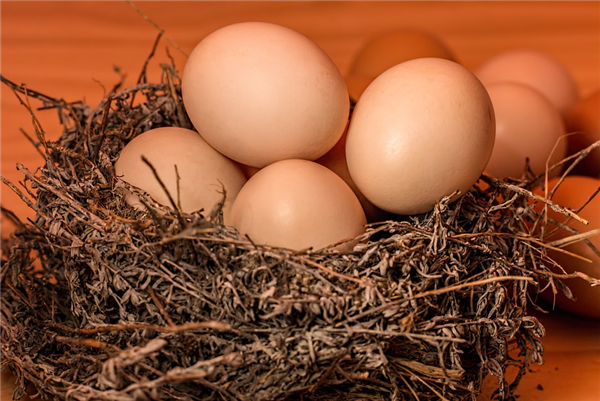 熟鸡蛋返生孵小鸡论文引热议 作者称利用超心理意识能量方法