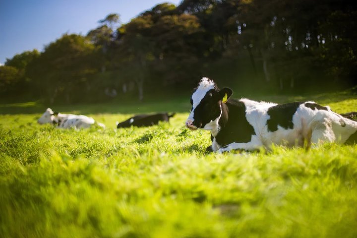靠燕麦饮品是怎么改变地球的？这家公司想要重新定义「奶」