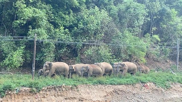 云南“堵象人”4天吃住在车上：象群北迁速度加快、用卡车封路