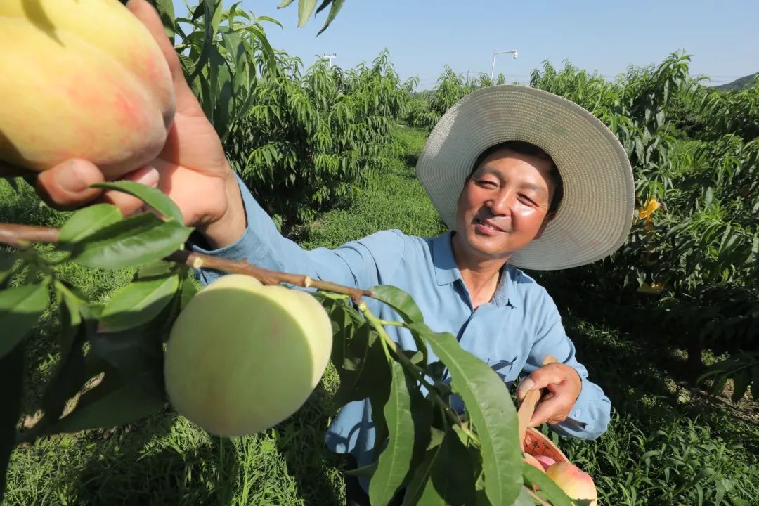 打造优质农产品品牌 京东618助力农民增收与消费升级正循环