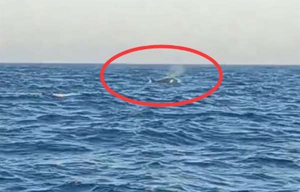 三头巨型海兽浮出辽宁海域 网友看完视频直呼画面壮观