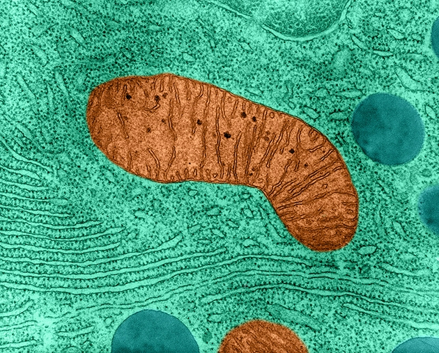 人体细胞内的细菌祖先——线粒体可能导致了神经和精神疾病