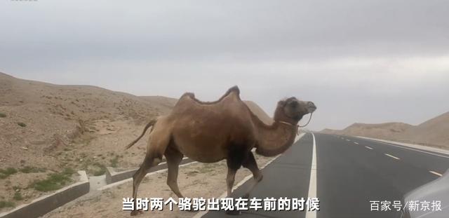 实地探查！于月仙车祸事发路段常有骆驼穿行且视野受限