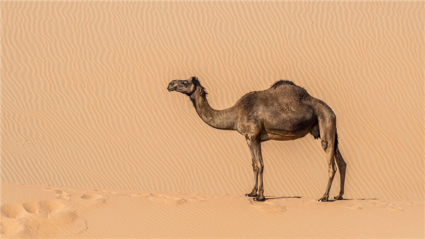 澳大利亚骆驼泛滥成灾：农民面临严重资源危机