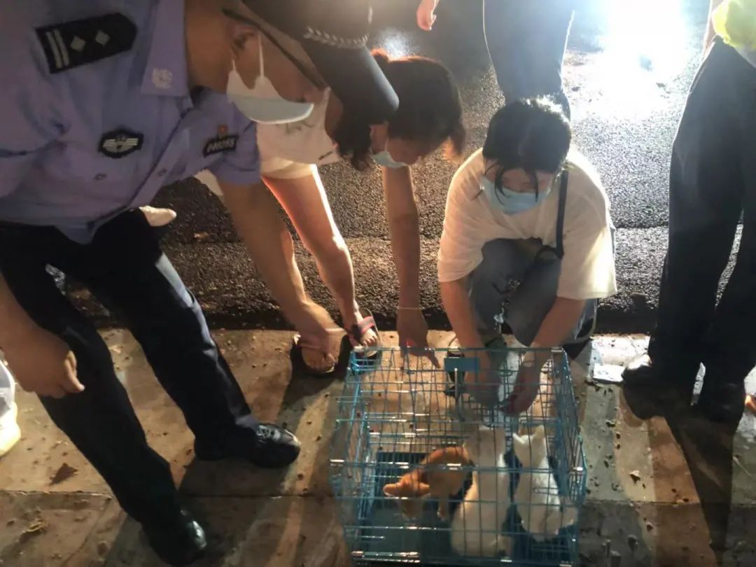 上海惊现被遗弃宠物盲盒 100多只猫狗奄奄一息！快递公司回应：已报警