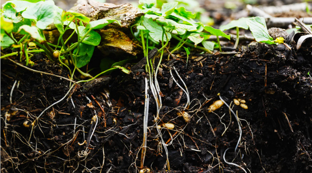 土壤的再生革命：碳农业未来可期
