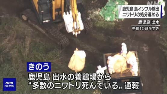 又一例！时隔仅3天日本再次暴发高致病性禽流感，涉事养鸡场约3.8万只鸡被扑杀