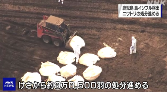 又一例！时隔仅3天日本再次暴发高致病性禽流感，涉事养鸡场约3.8万只鸡被扑杀
