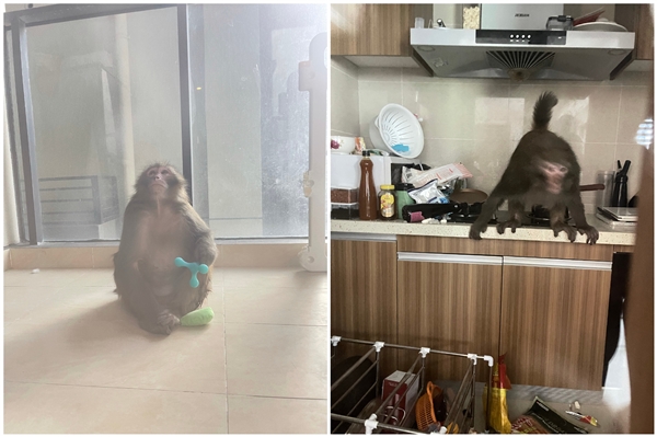 猴子闯30层住户家 和狗抢玩具：女主播回应称差点被揍一顿