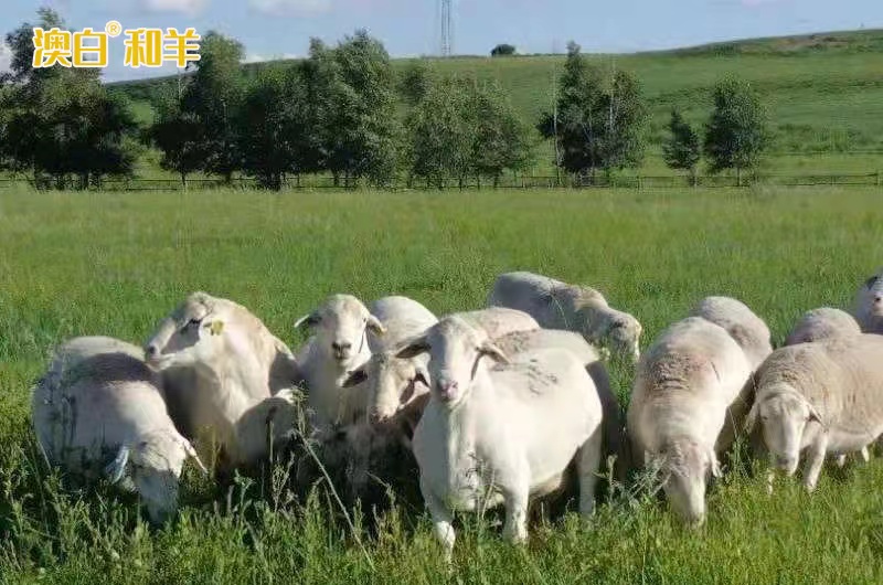 布局百万只“中国和羊”专属牧场，轻奢羊肉品牌澳白和羊力角四千亿规模羊肉市场 