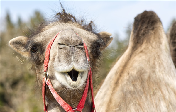 40多头骆驼因整容被踢出选美：被注射肉毒杆菌 头更大、嘴唇更丰满