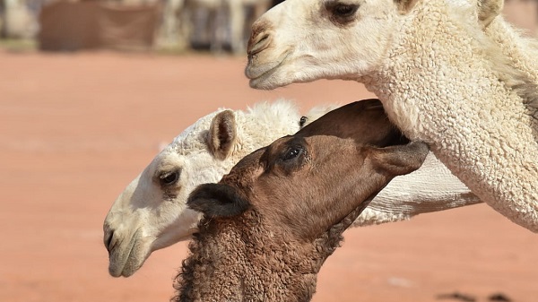 CNN：43匹骆驼参加选美比赛使用肉毒素塑性整容 遭主办方开除选美资格