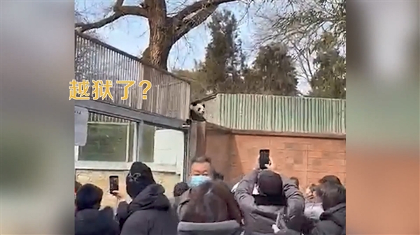 北京动物园一大熊猫翻墙越狱：抓回去后哭笑不得