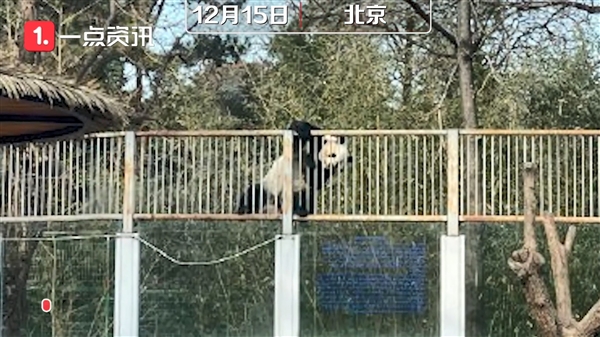 北京动物园一大熊猫翻墙越狱：抓回去后哭笑不得