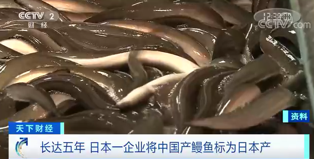 中国鳗鱼被伪造成“日本鳗鱼” 卖给日本人！造假达5年！网友：难道吃不出来吗？