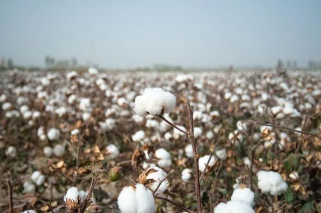 中国棉花协会严正声明！