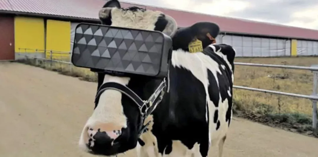 多产5公斤！奶牛体验夏季草原「元宇宙」，戴上VR眼镜快乐产奶