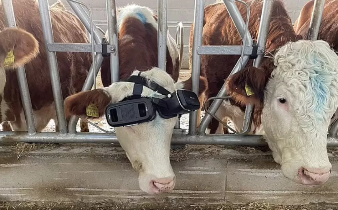 多产5公斤！奶牛体验夏季草原「元宇宙」，戴上VR眼镜快乐产奶