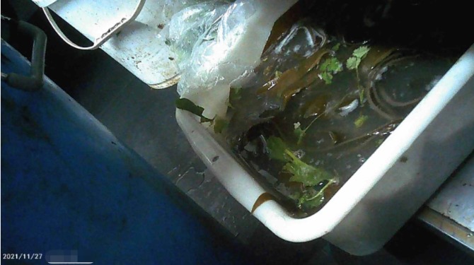 蟑螂、老鼠、垃圾桶上切西红柿 上海知名火锅店后厨让人看吐！监管部门出手了
