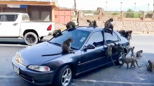 泰国一群猴子疯狂破坏游客汽车 撕胶条试图闯入车内