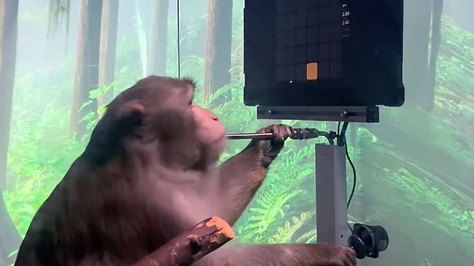 23只实验猴子死了15只 马斯克的脑机接口公司还好吗？