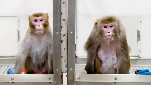 23只实验猴子死了15只 马斯克的脑机接口公司还好吗？