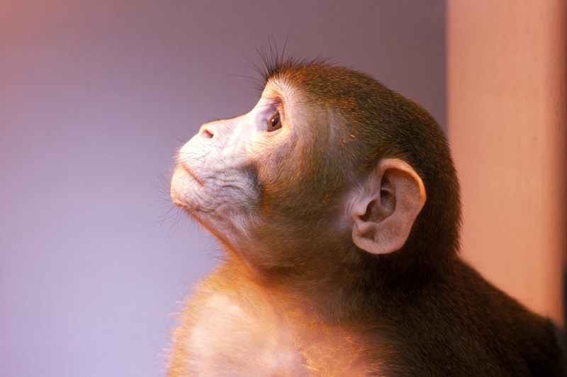 试验用猴十年暴涨20倍：疫情加剧猴荒，CRO企业纷纷囤猴