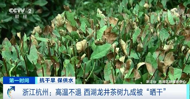 杭州高温不退 西湖龙井茶树被晒干