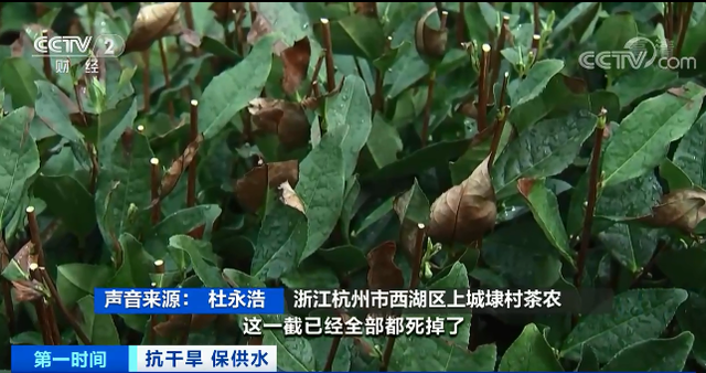 杭州高温不退 西湖龙井茶树被晒干