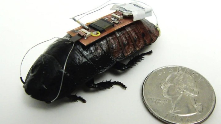 把蟑螂变成「赛博格」，未来人类可能靠它拯救