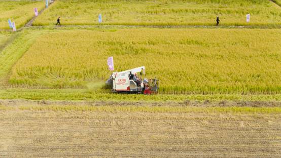 小产区鲜米通过大润发走向全国，海南也能“零时差”上架东北鲜米