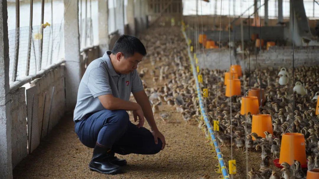 全国最会吃鸡的地方，靠它造就“百亿产业”
