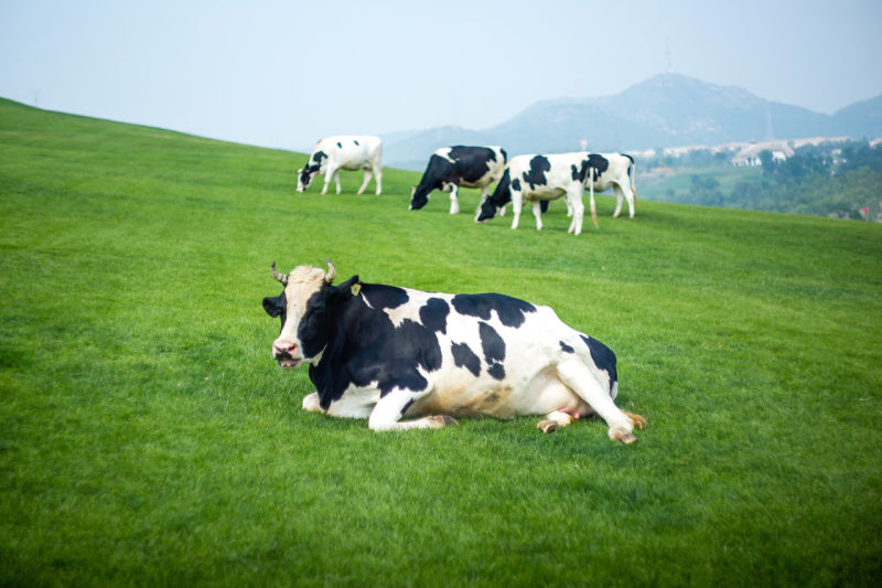 奶牛不好养：澳亚集团净利下降77.6%，股价破发跌去四成