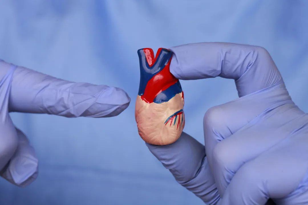 哈工大兼职教授造出全球最小“人工心脏”，要IPO了