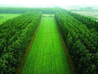 从林浆纸一体化到碳汇开发 岳阳林纸勇做国企高质量发展排头兵